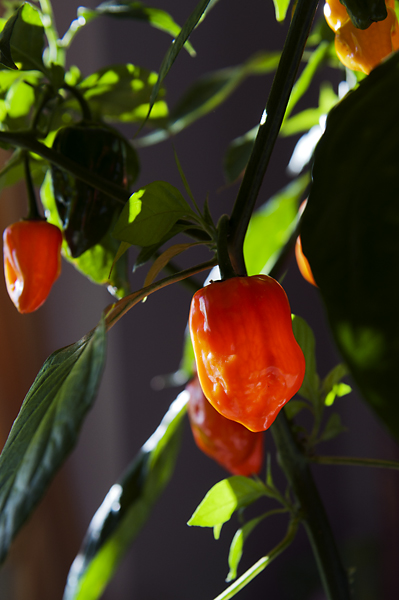 Haba10 600px.jpg - Habanero